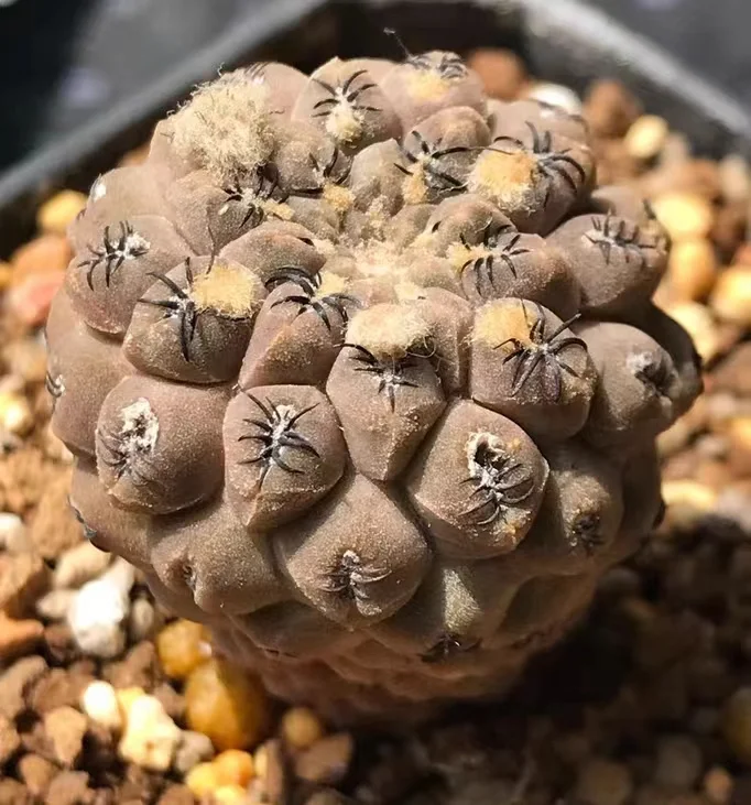 plant Aeonium Echeveria Haworthia  Caudex  Lithops Cactus  Agave 