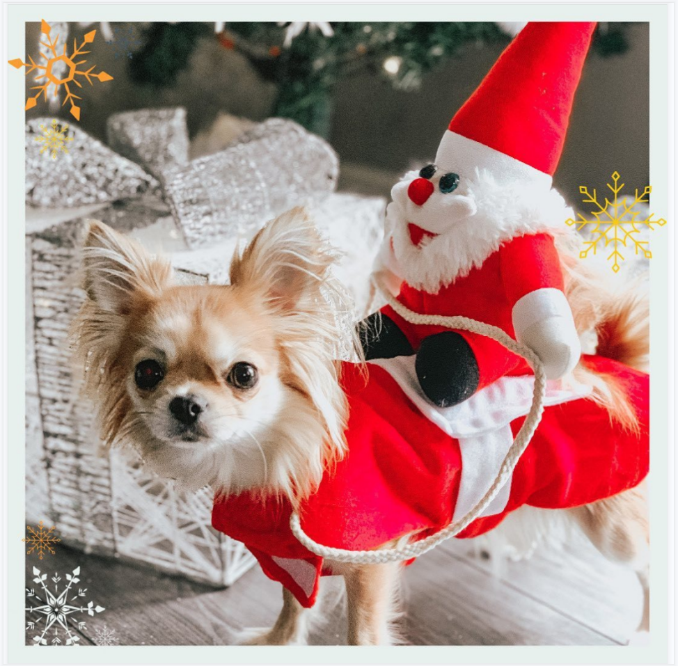 Cute Dog Costume Santa Role Play Pet Clothes -  Pet Christmas Clothes