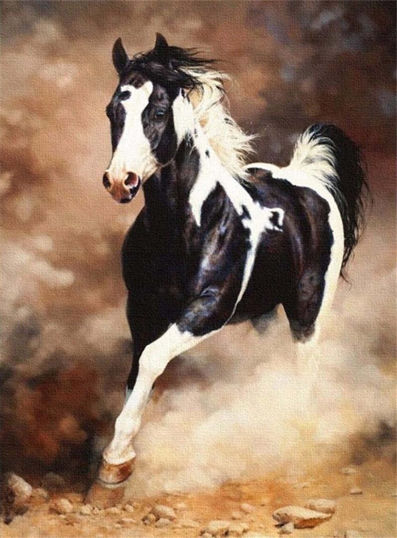 

Black White Horse – Paint By Numbers - 40*50CM, 501 Original