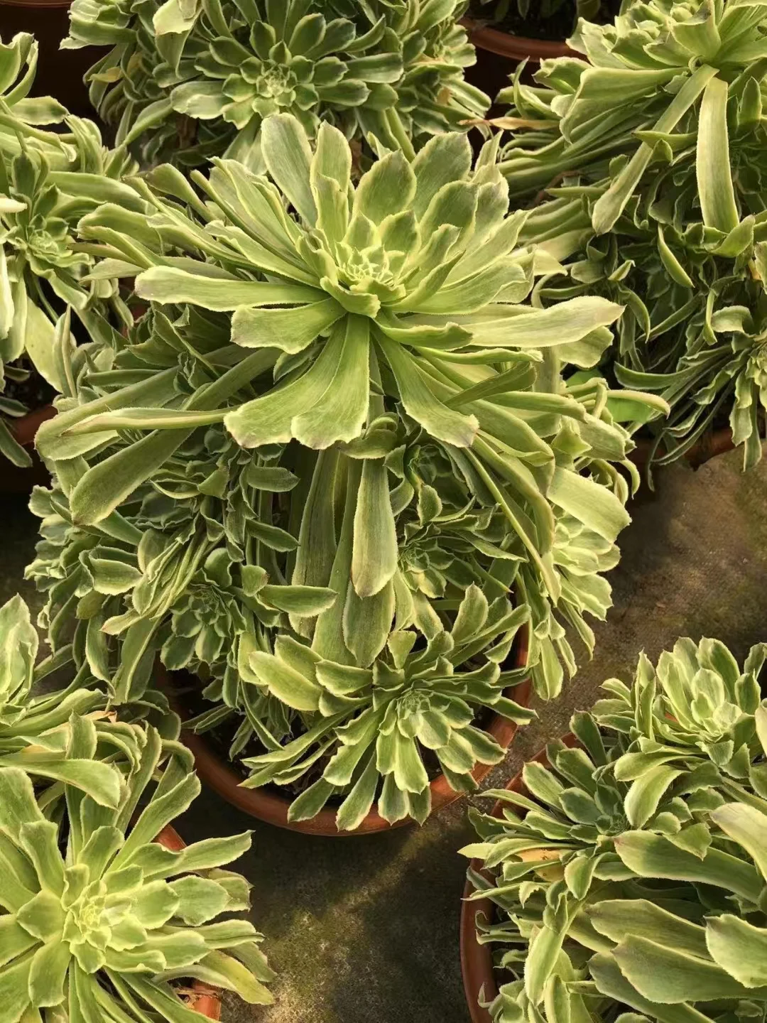 plant Aeonium Echeveria Haworthia  Caudex  Lithops Cactus  Agave 