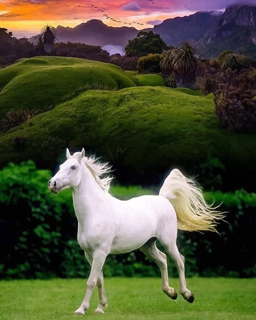 

Beautiful White Horse – Paint By Numbers - 40*50CM, 501 Original