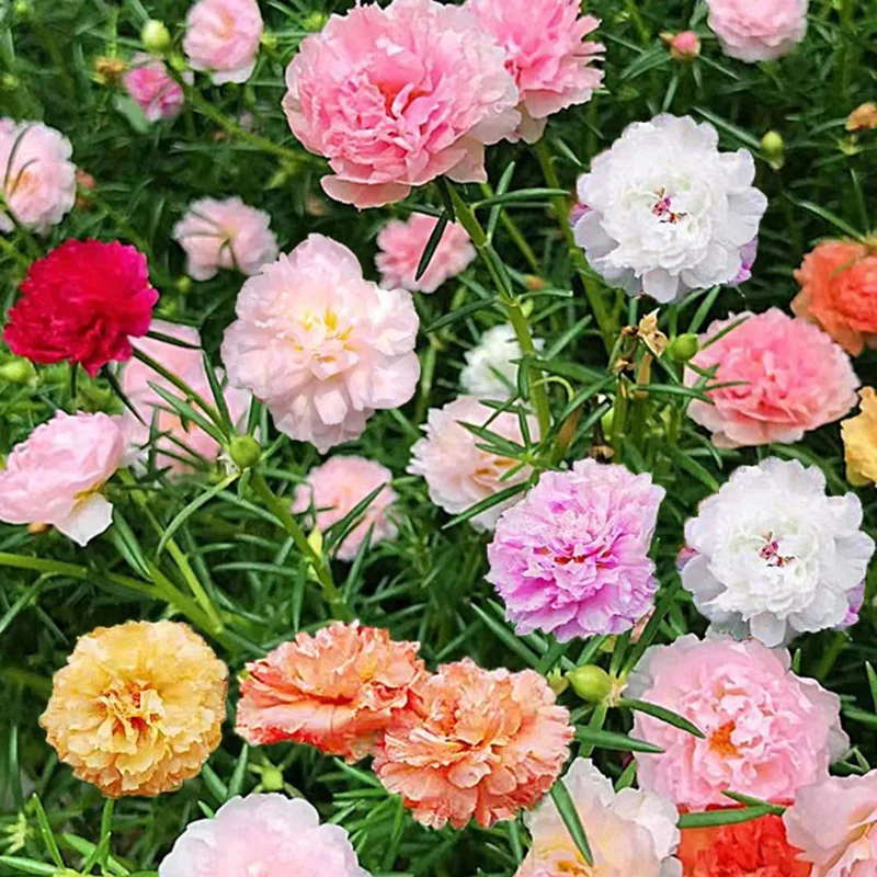Ice Fire Bird' Rose Seeds