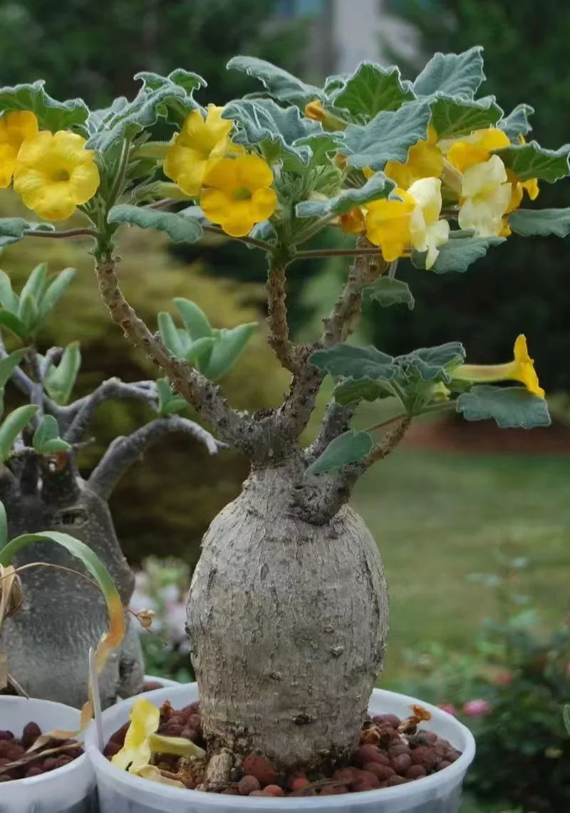 936.Uncarina grandidieri 4-5cm/Caudex/ Succulent plants / Garden landscape / Carefully select healthy plants