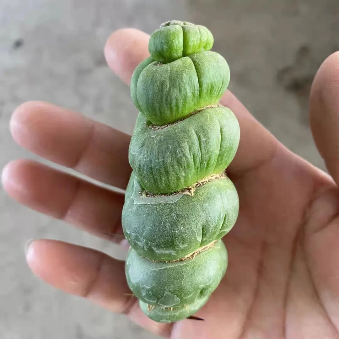 plant Aeonium Echeveria Haworthia  Caudex  Lithops Cactus  Agave 