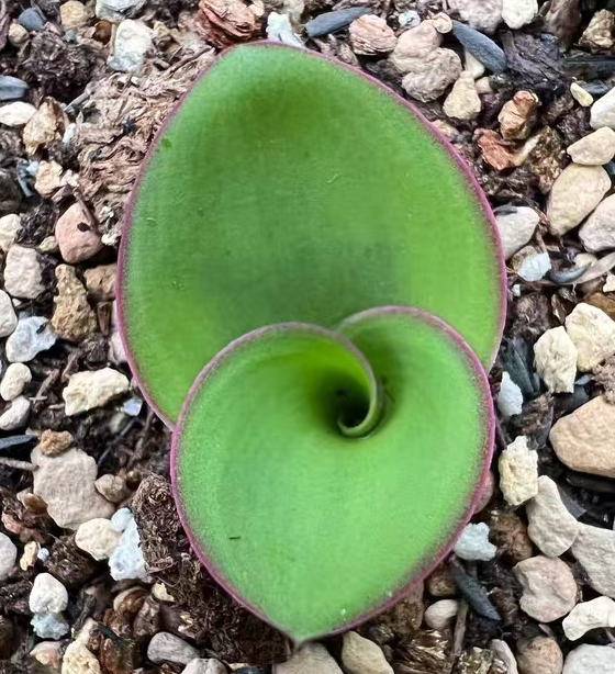 plant Aeonium Echeveria Haworthia  Caudex  Lithops Cactus  Agave 