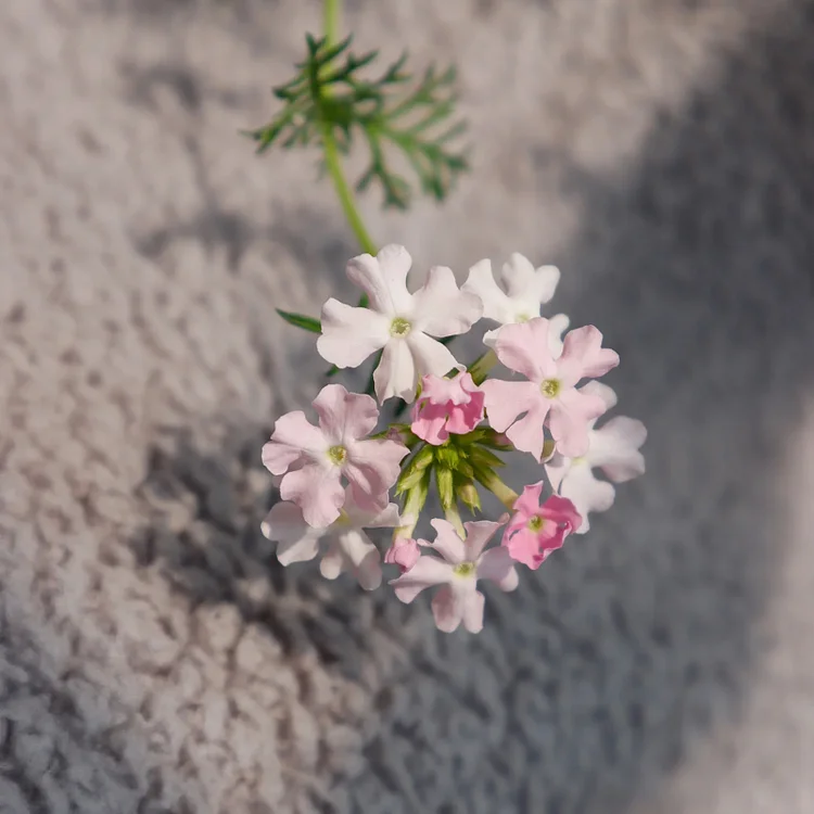Spring New😍Moss Verbena(South American Mock Vervain)