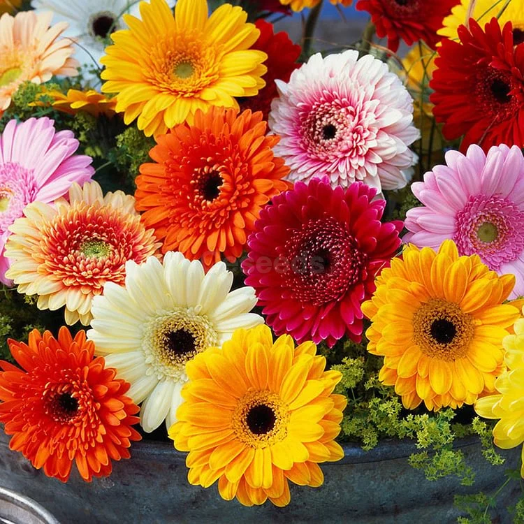 Pyrethrum-Double Gerbera Flower Seeds. Get 50% off