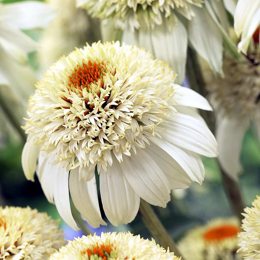 Echinacea purpurea 'Milkshake' (Coneflower) Jonyparkseed®