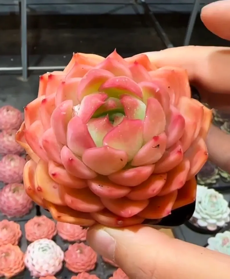plant Aeonium Echeveria Haworthia  Caudex  Lithops Cactus  Agave 