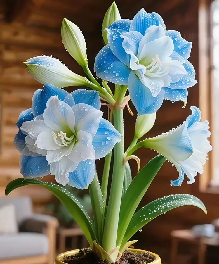 🌺 Amaryllis Bulbs&ndash; Dramatic Blooms, Effortless Grace! 🌿✨
