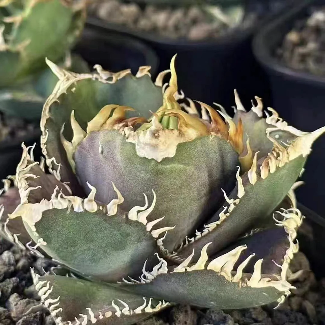 fk1.Agave Titanota King Kong 8cm/Agave plants / Succulent plants / Garden landscape / Carefully select healthy plants