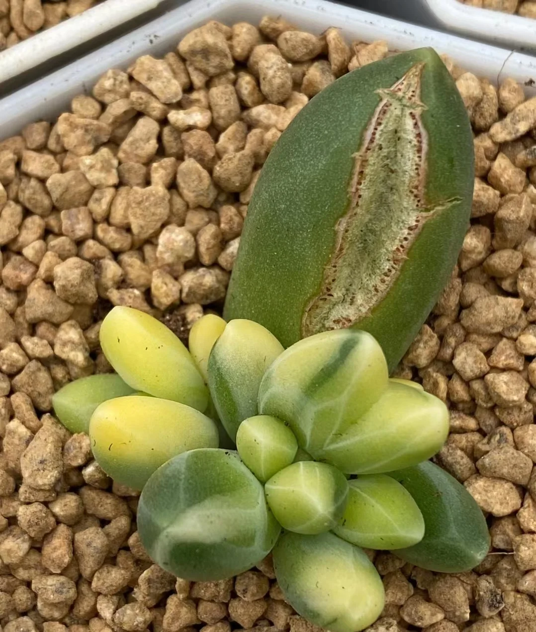 plant Aeonium Echeveria Haworthia  Caudex  Lithops Cactus  Agave 