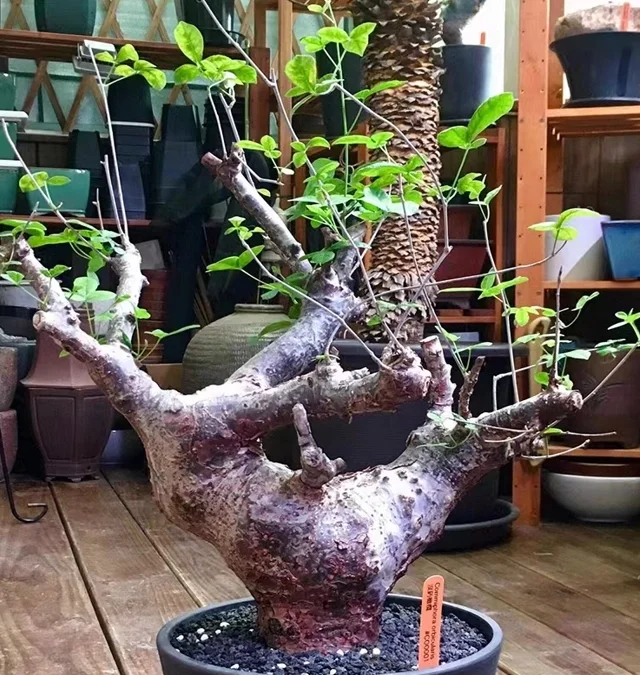 plant Aeonium Echeveria Haworthia  Caudex  Lithops Cactus  Agave 