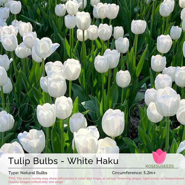 Tulip Bulbs - White Haku