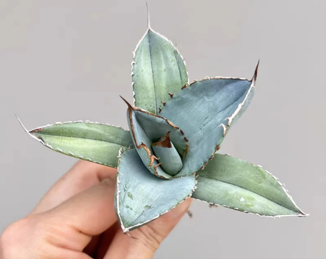 plant Aeonium Echeveria Haworthia  Caudex  Lithops Cactus  Agave 