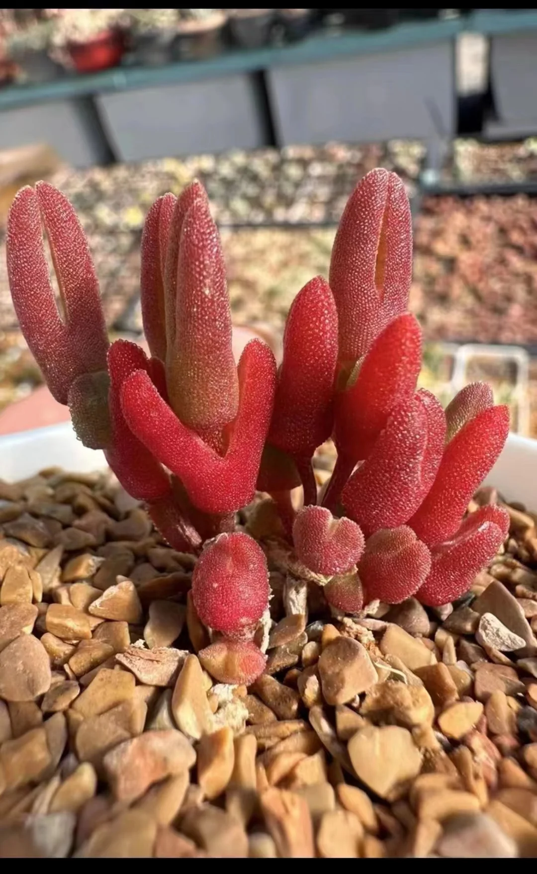 905. Meyerophytum cluster 15 heads/ Lithops and Conophytum  /  Succulent plants / Garden landscape / Carefully select healthy plants