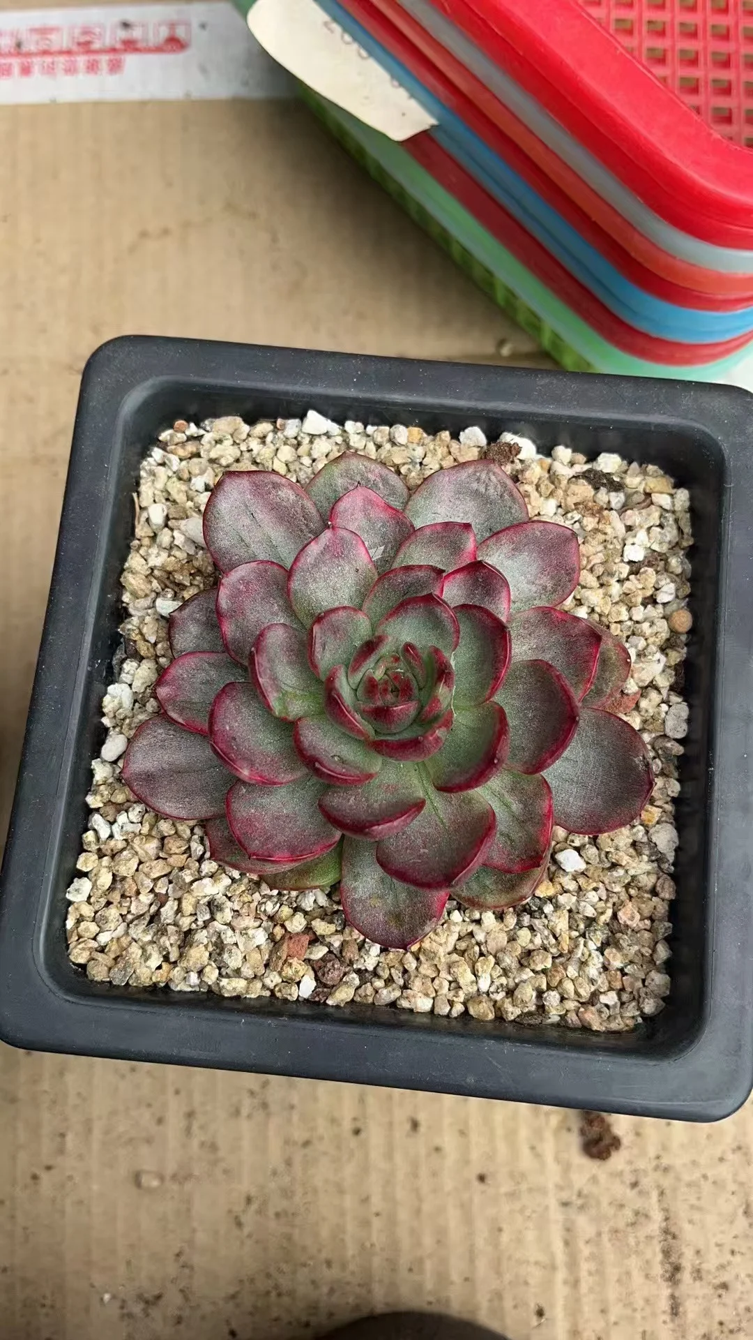 plant Aeonium Echeveria Haworthia  Caudex  Lithops Cactus  Agave 