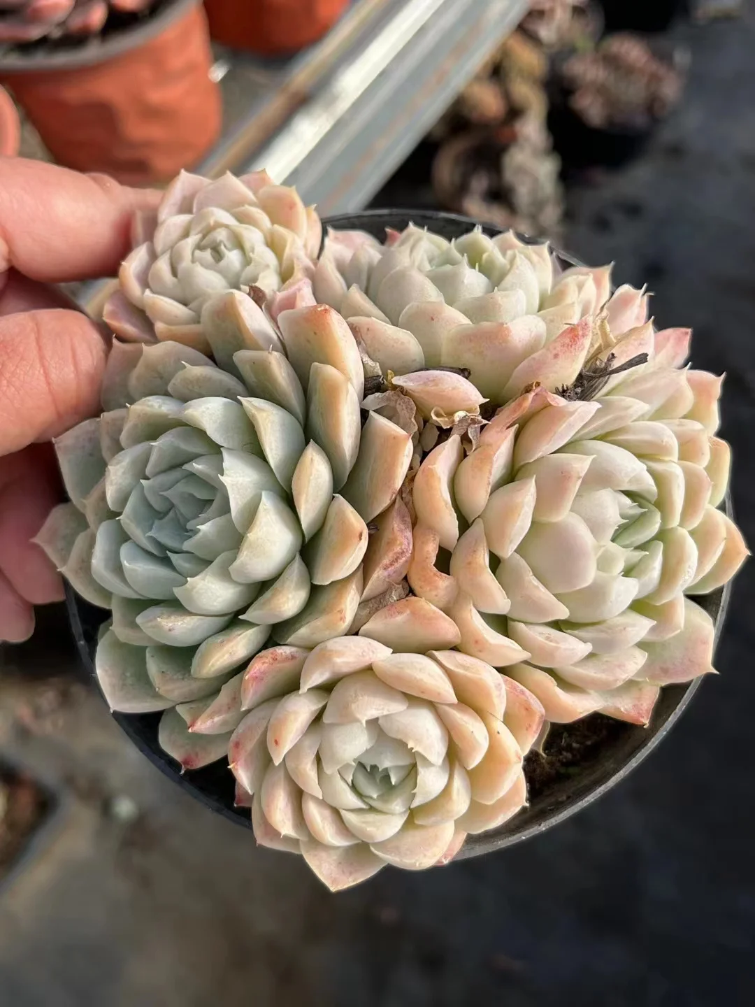 473.Echeveria   White moon shadow. single head and cluster/ Echeveria / Succulent plants / Garden landscape / Carefully select healthy plants