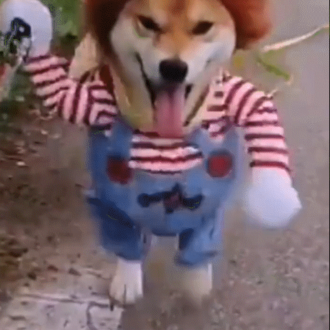 chucky outfit for dogs 2222222222222222222