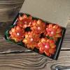  Water Floating Lotus Flower Led Candle Tealight Artificial Lotus Flowers for Water, Lights Waterproof Flame Less Floating Led Candle, Lotus for Home Decoration Floating Flowers