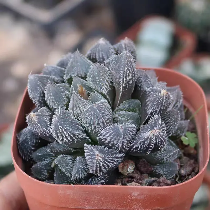 plant Aeonium Echeveria Haworthia  Caudex  Lithops Cactus  Agave 