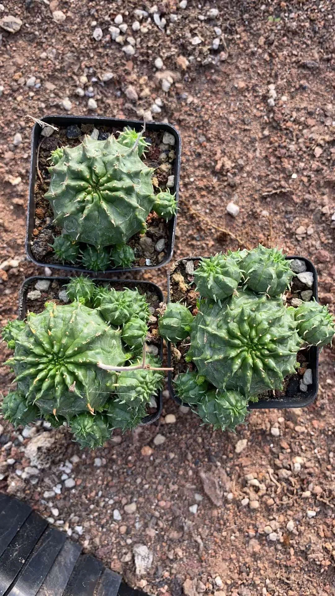 plant Aeonium Echeveria Haworthia  Caudex  Lithops Cactus  Agave 