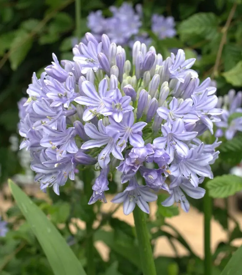 Agapanthus africanus 'Glenavon'