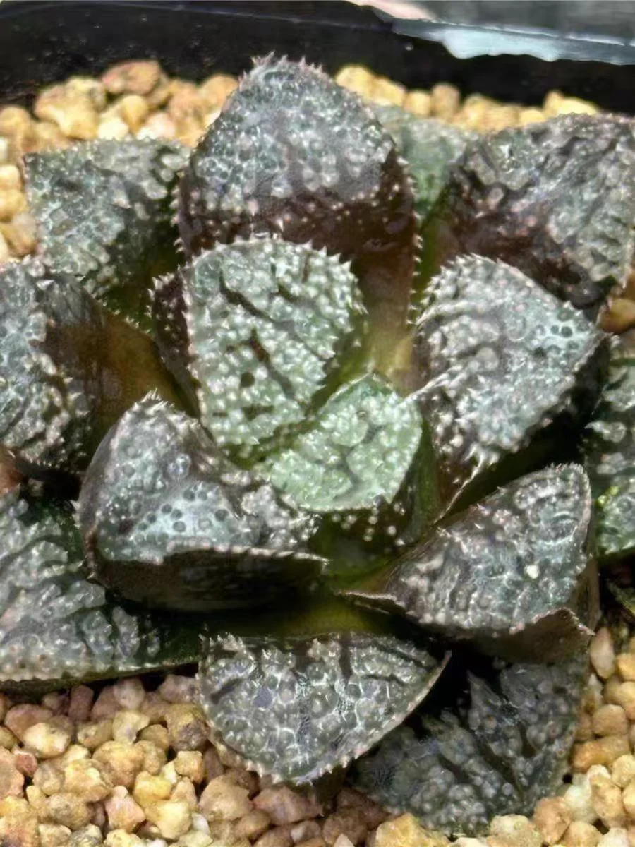 plant Aeonium Echeveria Haworthia  Caudex  Lithops Cactus  Agave 