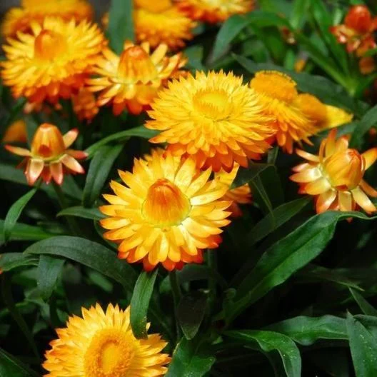 Strawflower Seeds - Golden Yellow - Packet, Eden Brothers