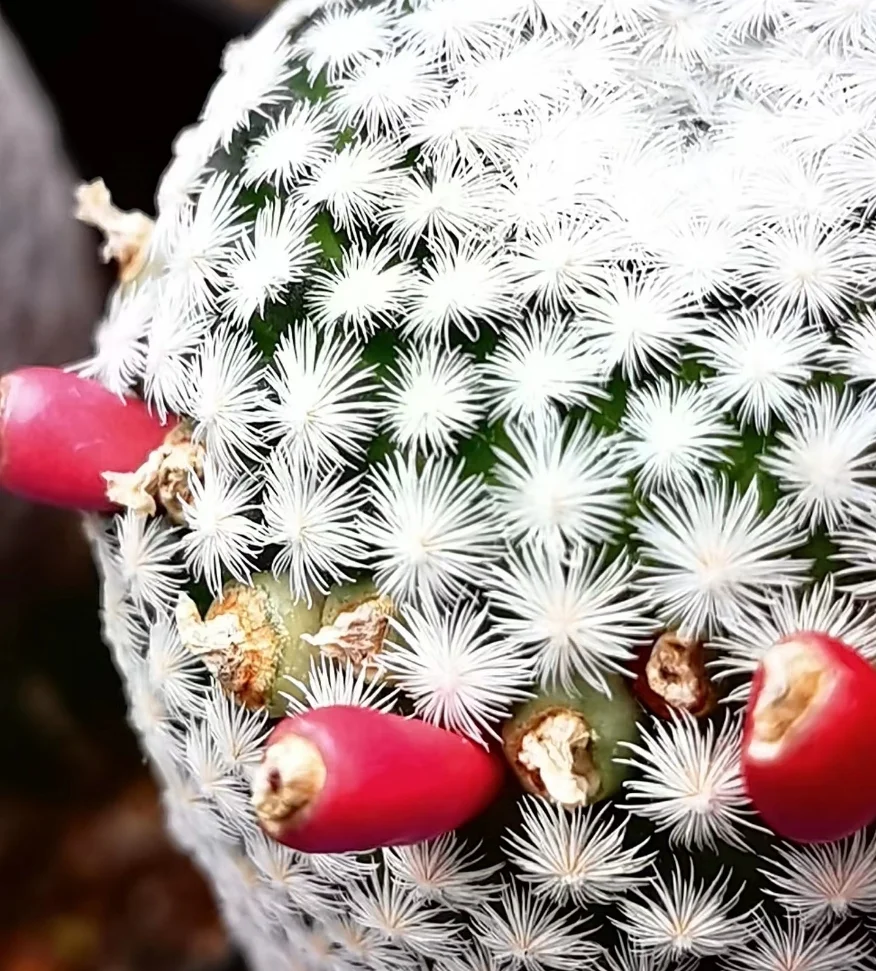 plant Aeonium Echeveria Haworthia  Caudex  Lithops Cactus  Agave 