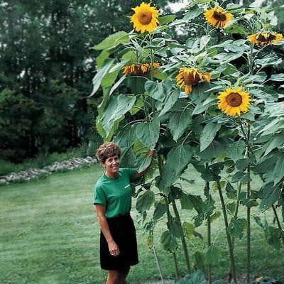 Sunflower Mammoth Jonyparkseed®