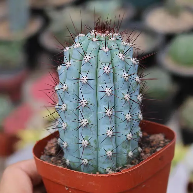 plant Aeonium Echeveria Haworthia  Caudex  Lithops Cactus  Agave 