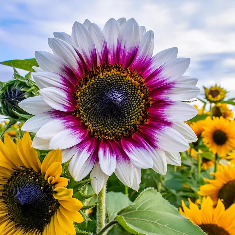 Rare two-color pink sunflower seeds