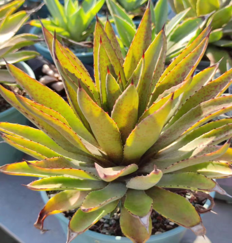 1058.Agave Bloody hornet 8cm/Agave plants / Succulent plants / Garden landscape / Carefully select healthy plants