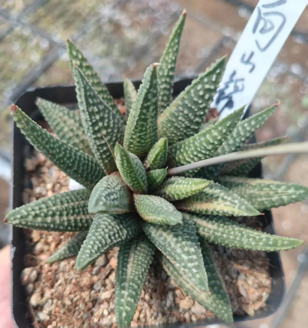 onestock.Haworthia hard leaf hybrid variegata 9cm/ Haworthia/ Succulent plants / Garden landscape / Carefully select healthy plants