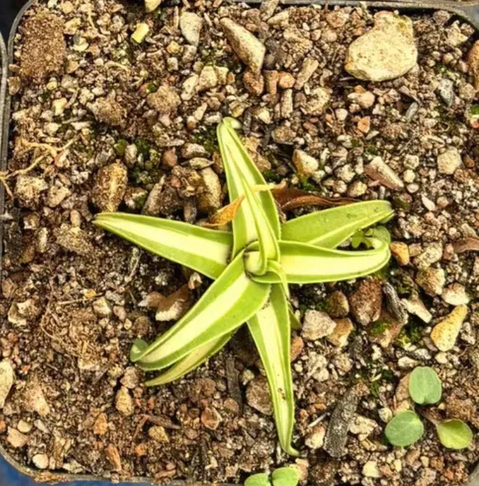 plant Aeonium Echeveria Haworthia  Caudex  Lithops Cactus  Agave 