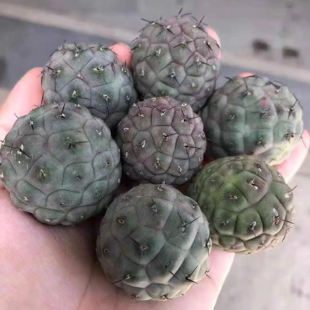 plant Aeonium Echeveria Haworthia  Caudex  Lithops Cactus  Agave 