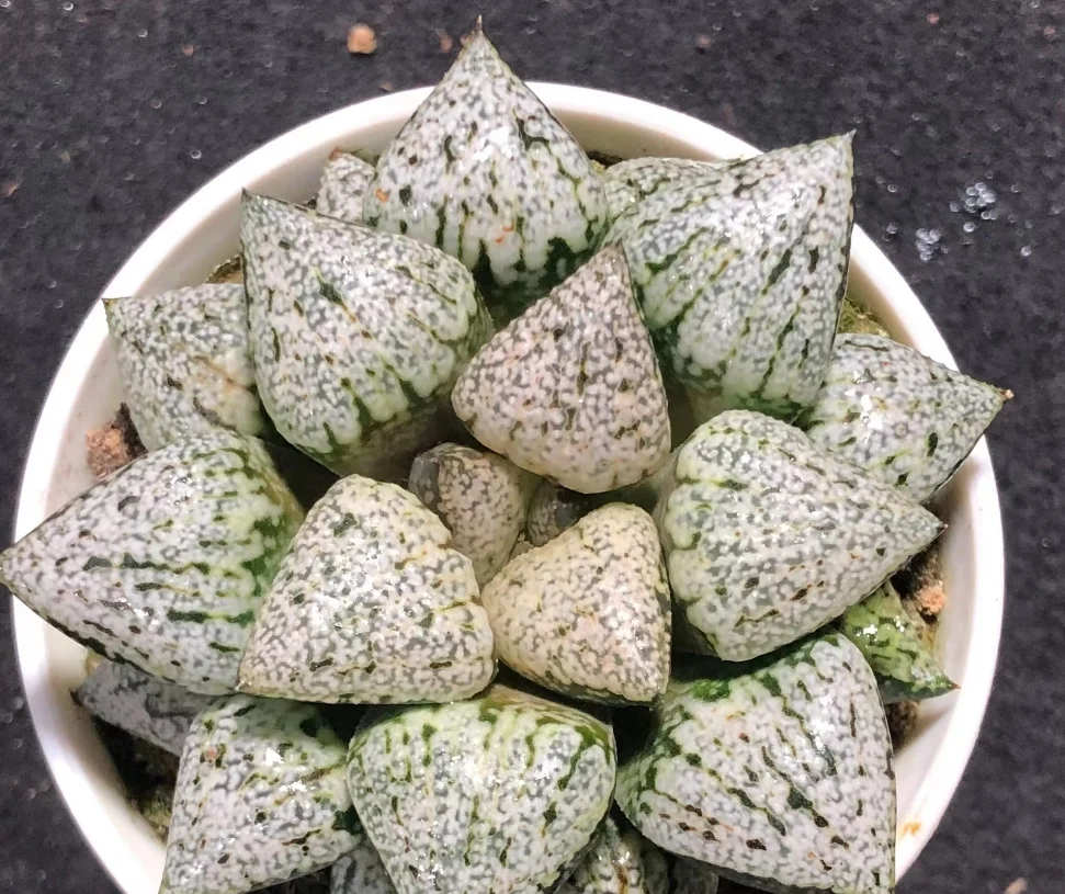 plant Aeonium Echeveria Haworthia  Caudex  Lithops Cactus  Agave 