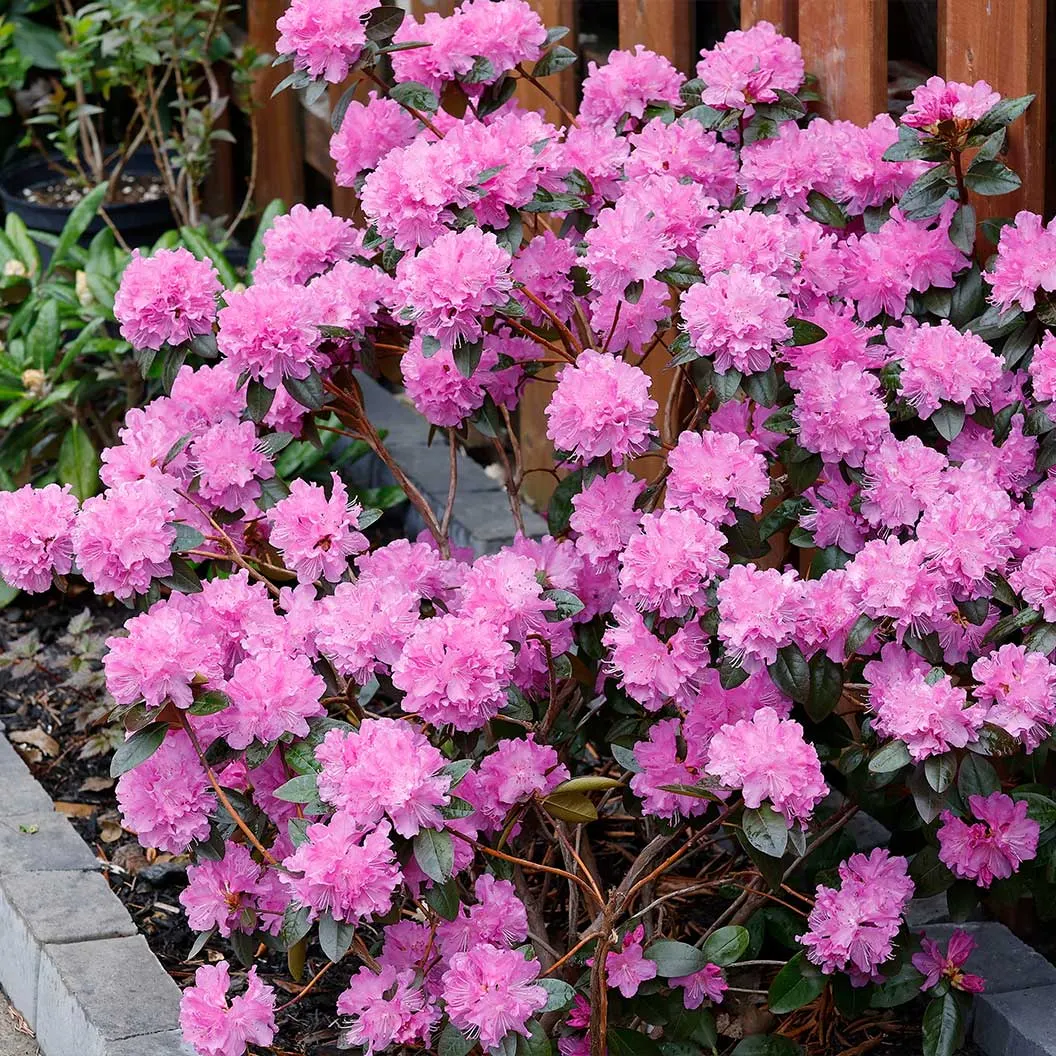 Stunning Azaleas – Red, Pink, White & Dreamy Mixed Colors | Four-Season Garden Delight