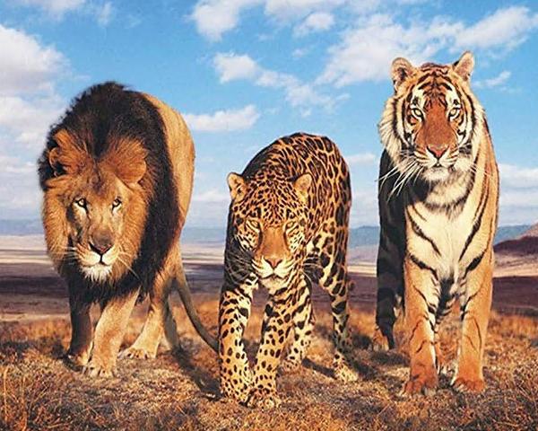

Lion Leopard And Tiger – Paint By Numbers - 40*50CM, 501 Original
