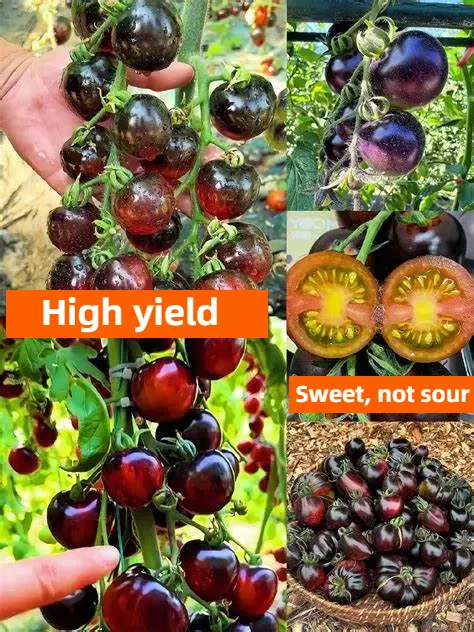 Black Tomato - Black Beauty Queen🍅