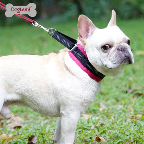 Martingale dog collar