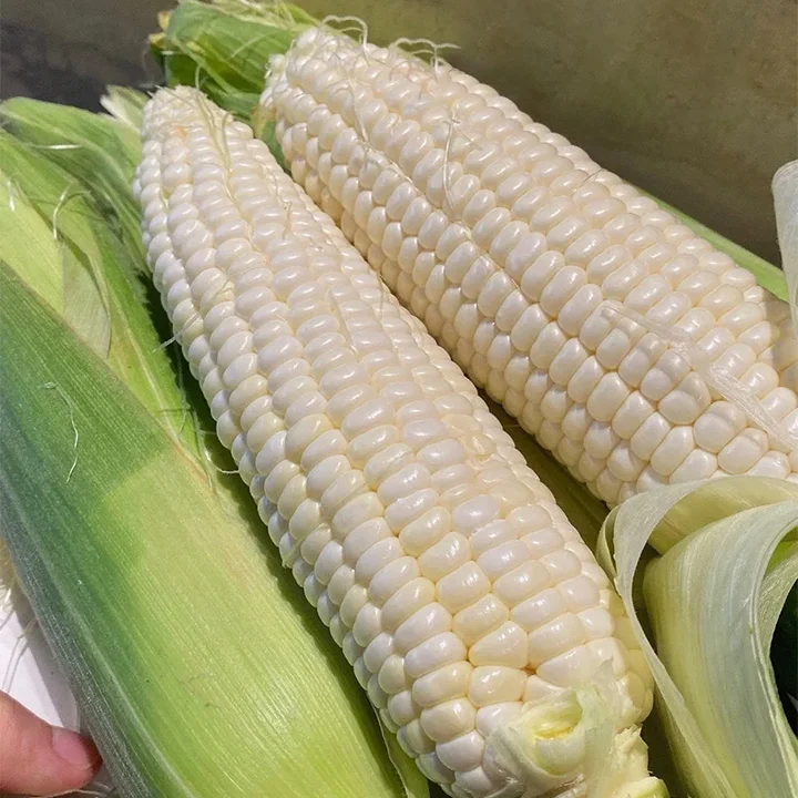 Gem Corn Seeds for Home Vegetable Gardens