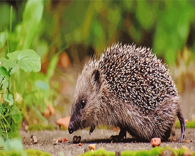 

Hedgehog – Paint By Numbers - 40*50CM, 501 Original