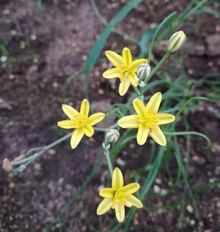 plant Aeonium Echeveria Haworthia  Caudex  Lithops Cactus  Agave 
