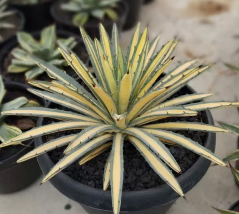 1160.Agave macroacantha variegated mutation/Agave plants / Succulent plants / Garden landscape / Carefully select healthy plants