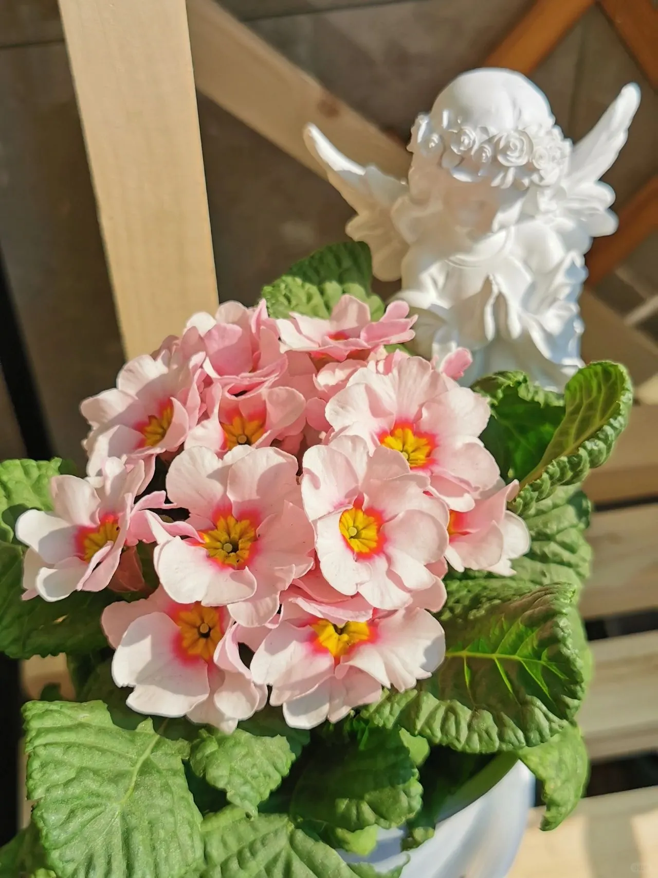 Primrose - Spring's First Bloom