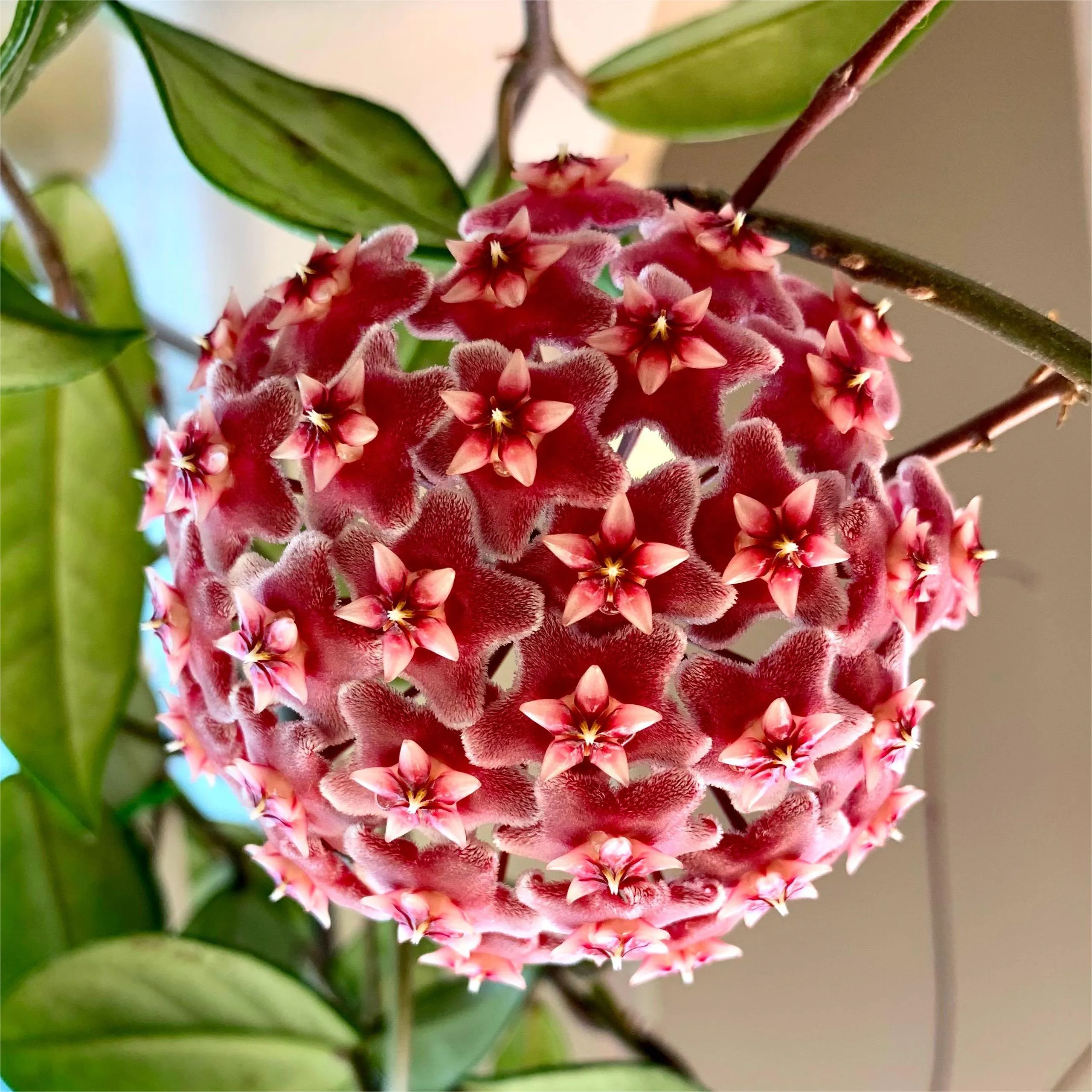 Hoya Seeds - Stars falling from the sky✨