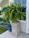 Last Day 49% OFF--UV Resistant Lifelike Artificial Boston Fern