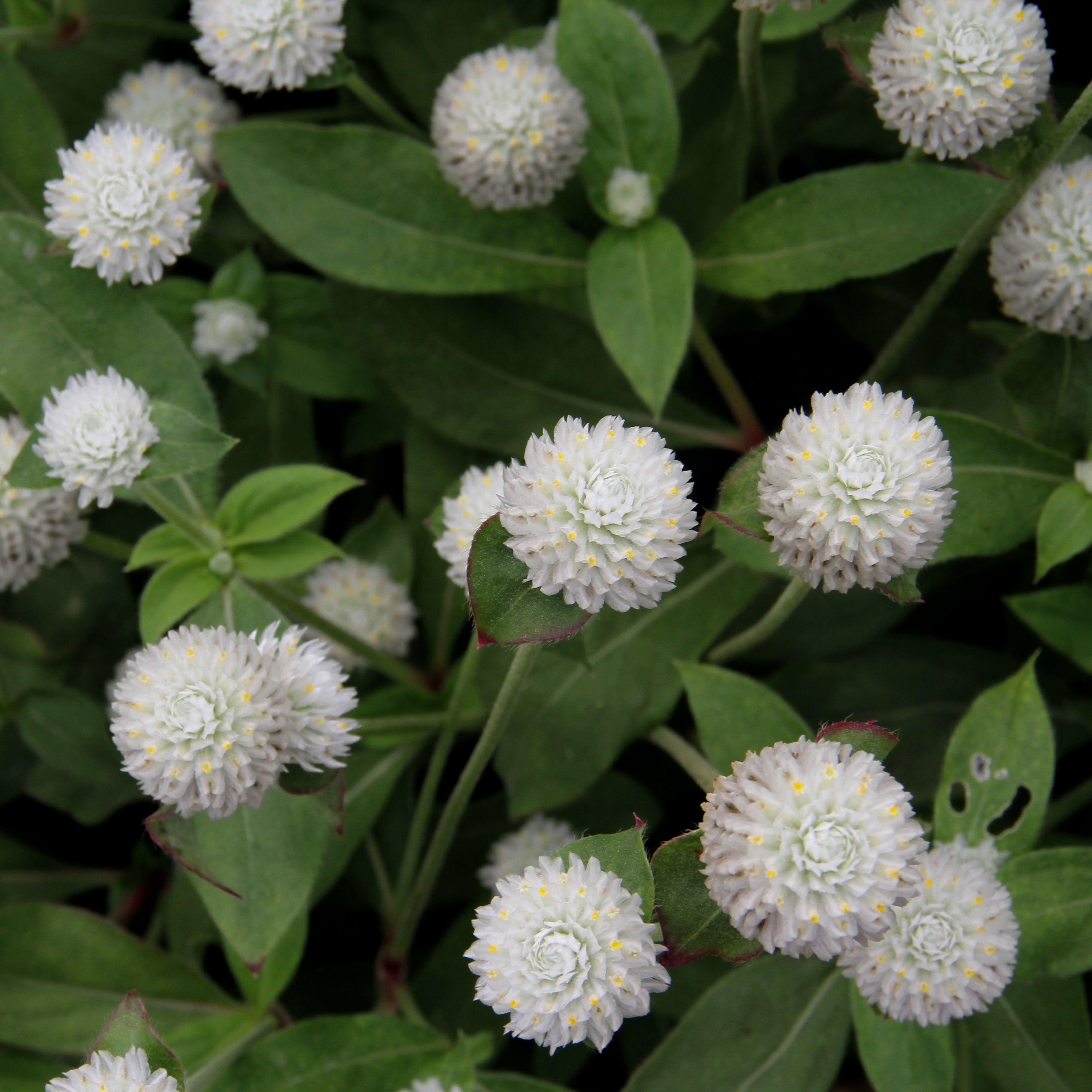 Gomphrena Audray Tall White Flower | X 50 Seeds